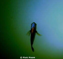 Freshwater perch taken at local lake by Mark Moore 